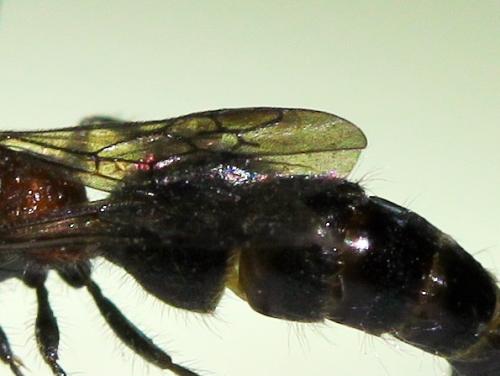 Réf. 189 100 : Myrmilla triareolata